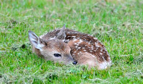 newborn deer size