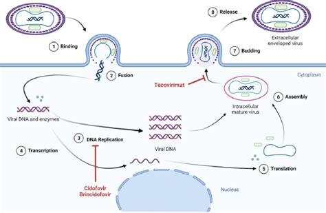 Mpox Life Cycle And Mechanisms Of Action Of Antivirals This Simplified