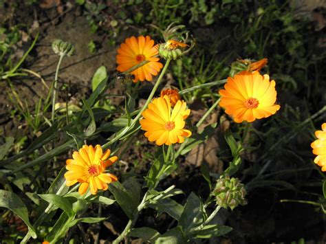 Details Imagen Calendula Especies Abzlocal Mx