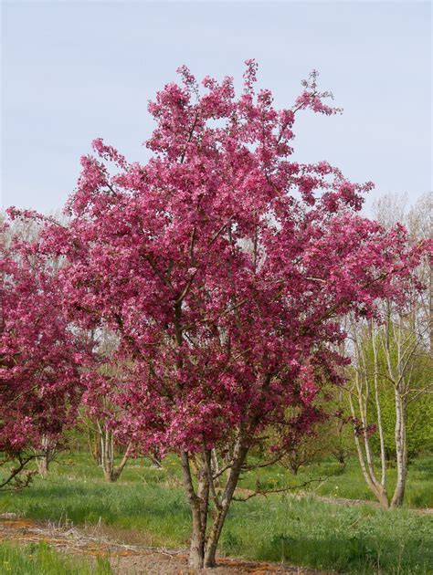 Bomen Met Roze Bloesem De Soorten Op Een Rij Van Den Berk Boomkwekerijen