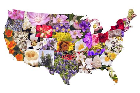 State flowers of the contiguous United States. - Maps on the Web