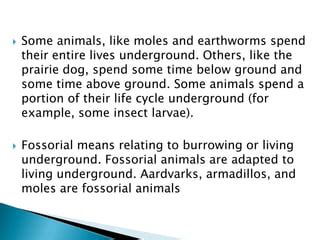 burrowing animal printouts | PPT | Free Download