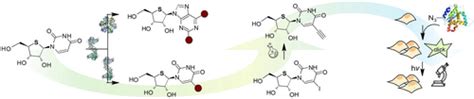 Biocatalytic Nucleobase Diversification Of 4Thionucleosides And