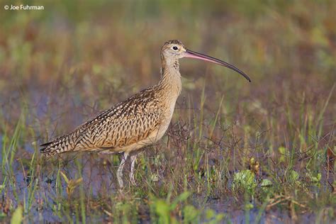 Long-billed Curlew – Joe Fuhrman Photography