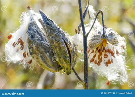 Milkweed Seed Pods In The Fall Stock Image Image Of Silk West 162003201