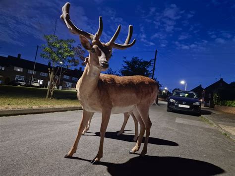Samsung UK Reveals Britain’s Most Elusive Animals – Samsung Newsroom U.K.