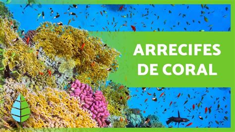 Qué son los ARRECIFES de CORAL Tipos Cómo se forman e