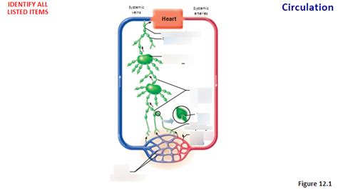 Circulation Chpt Diagram Quizlet