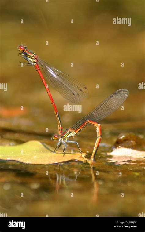 Pyrrhosoma Hi Res Stock Photography And Images Alamy