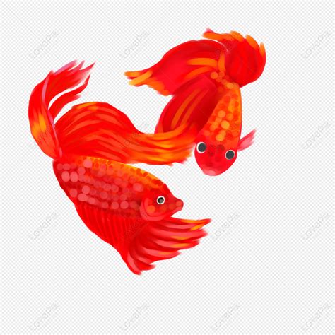 Red Fish, Gold Red, Fish Fishes, Light Red PNG White Transparent And ...