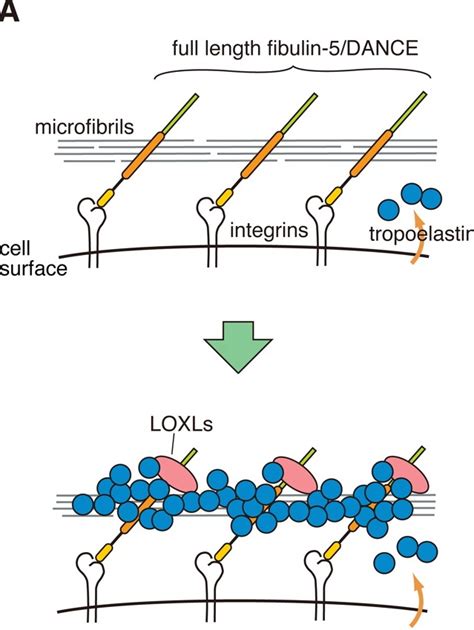 Elastin - Biochemistry - Medbullets Step 1