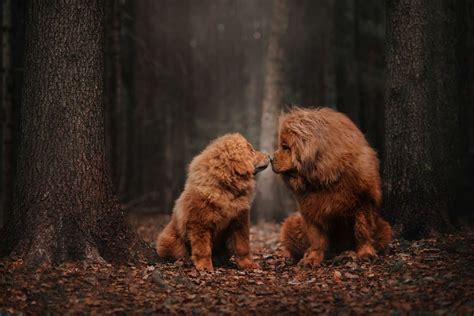 Tibetan Mastiff Dog Attack