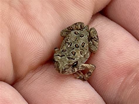 Baby Toad