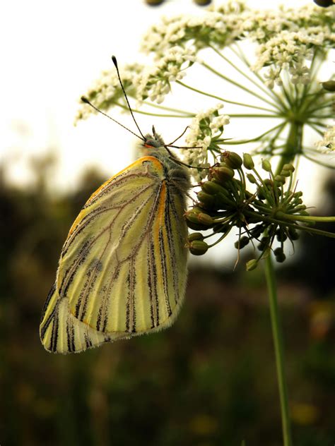 Free Images Flower Pollinator Insect Arthropod Moths And