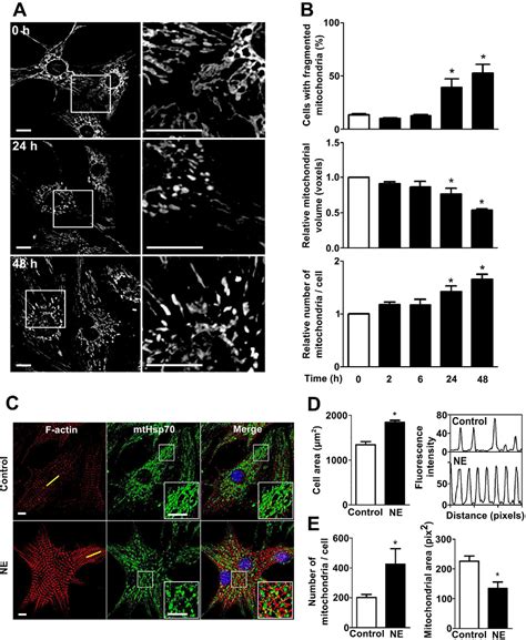 Figure 3 From Mitochondrial Fission Is Required For Cardiomyocyte