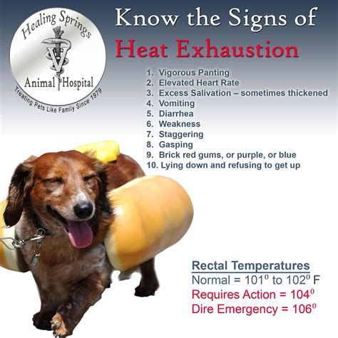 Symptoms Of Heat Exhaustion In Dog at Minnie Steadman blog