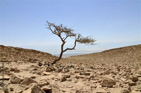 Alone acacia tree in Judea desert. Stock Photo | Adobe Stock