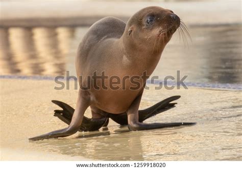 Young Sea Lion Walking On All Stock Photo 1259918020 Shutterstock