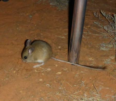 How To Get Rid Of Mice In Melbourne Pest Control Melbourne