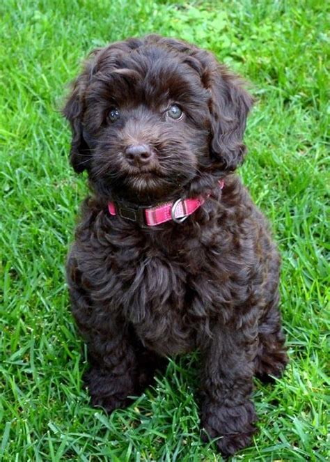 Chocolate labradoodle puppy Maltipoo, Labradoodle Puppy, Labradoodles, Goldendoodles ...