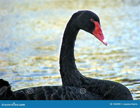 Animal Blackswan Stock Image Image Of Beauty Animal 196909