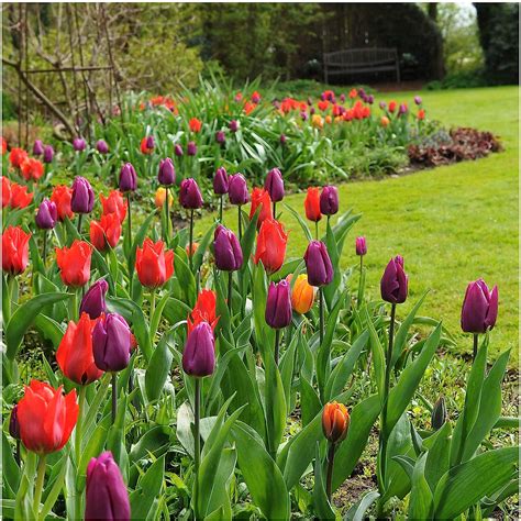 Plant Bloom Bulbes De Fleurs Tulipes Triomphes De Hollande