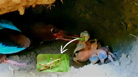 Tiny Hatchlings Enjoy A Feast Of Big Bugs From Their Mother Youtube