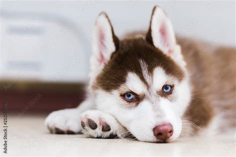 Red Siberian Husky Puppies With Blue Eyes