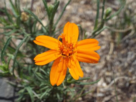 Zinnia juniperifolia from Mazapil Zac México on July 10 2024 at 11