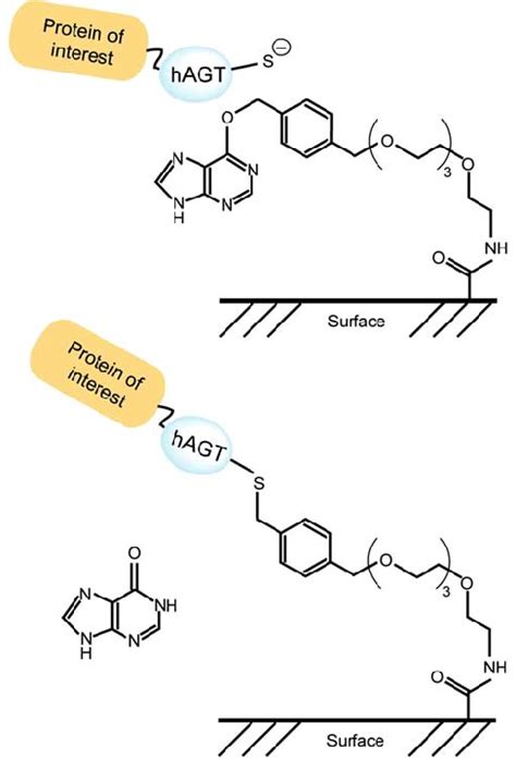 Immobilization Principle Of Hagt Fusion Proteins The Bgpeg Amino