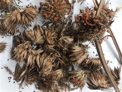 Collecting seeds from Leonotis nepetifolia | Jack Wallington | Nature & Gardens