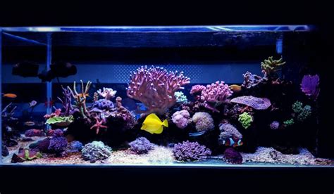 Corner Fish Tank Ideas to Enhance your Interior Decor.