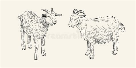 Goats Pencil Stock Illustrations 41 Goats Pencil Stock Illustrations