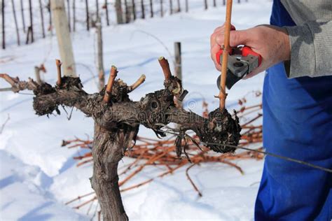 Pruning the grape vines stock photo. Image of removing - 23449152