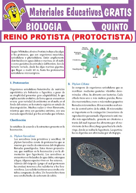 Reino de Protista o Protoctista para Quinto Grado de Secundaria Según