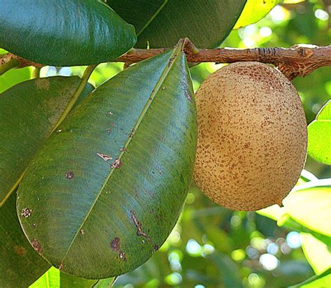 Mamey Apple