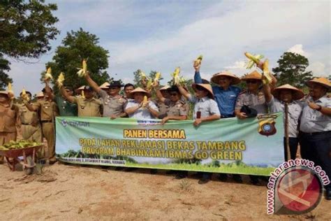 Panen Jagung Di Atas Lahan Reklamasi Antara News