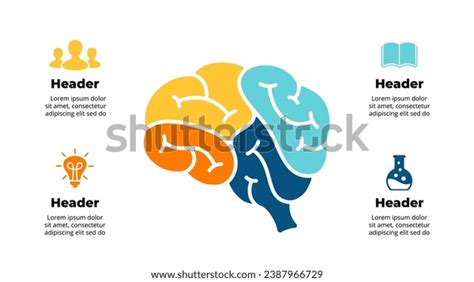 Human Brain Anatomy Infographic Educational Concept Stock Vector ...