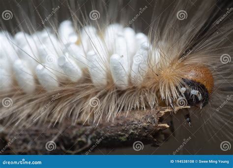 Disparo De Cerca De La Oruga De Polilla De Tussock Que Lleva Un Pupae