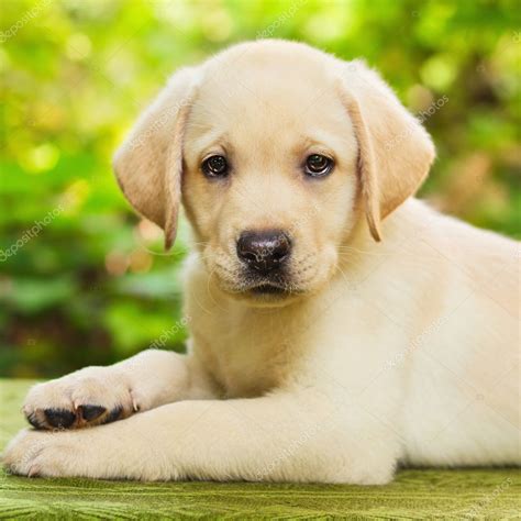 Yellow lab puppy in the yard — Stock Photo © anatema #10214281