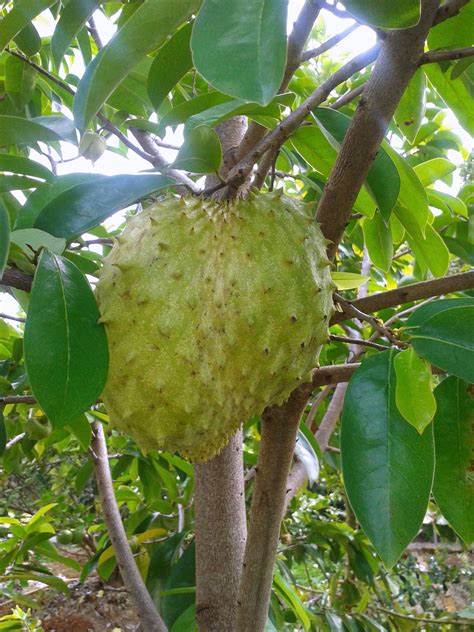 Unveiled Jobless Money Tai Tais Life Harvest Of Sour Sop