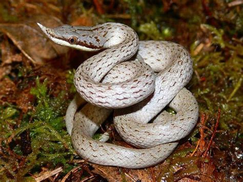 Reptile Facts - wilkosphotos: gray morph Rhino Ratsnake...