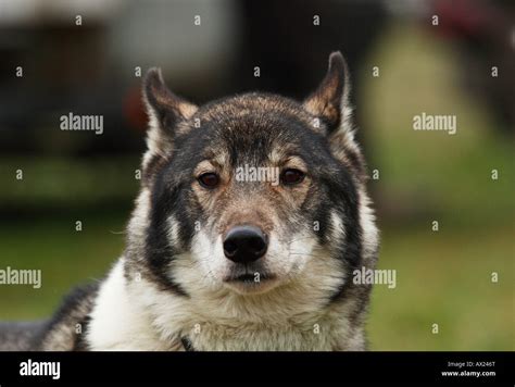 Siberian Husky Canis Lupus Familiaris Stock Photo Alamy