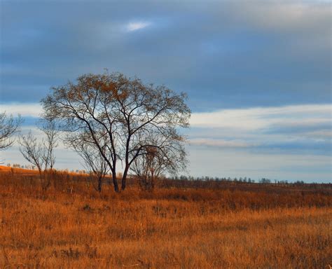 Free Images : landscape, tree, nature, horizon, marsh, wilderness ...