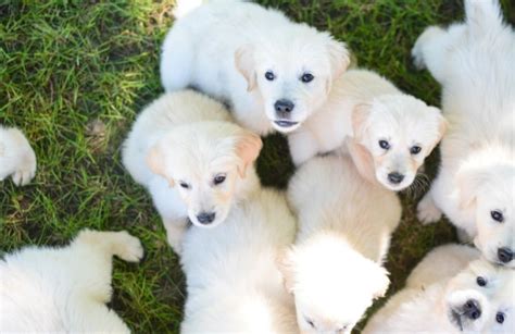 White Golden retriever puppies cost a fortune? - Golden Retriever Club