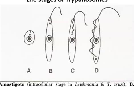 Parasittrypanosomes Flashcards Quizlet