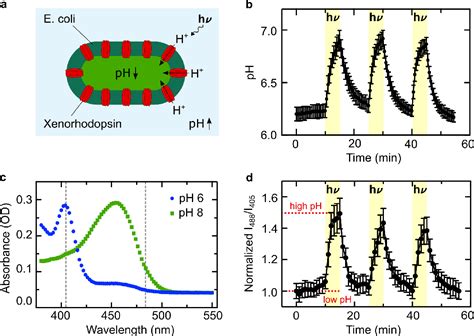 Figure 1 From Actuation Of Synthetic Cells With Proton Gradients