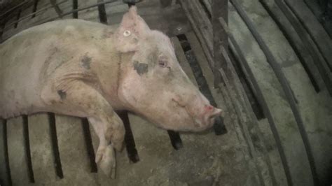 Petition · Stop New Missouri Ag Gag Legislation! - United States ...