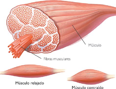 Fibras Musculares De Contracción Lenta Fibras Musculares Lentas