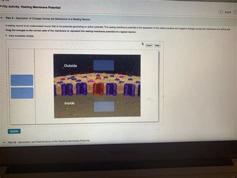 Solved PFlix Activity Resting Membrane Potential Of A Part Chegg